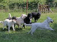 Puppys van Bliss040622-0181